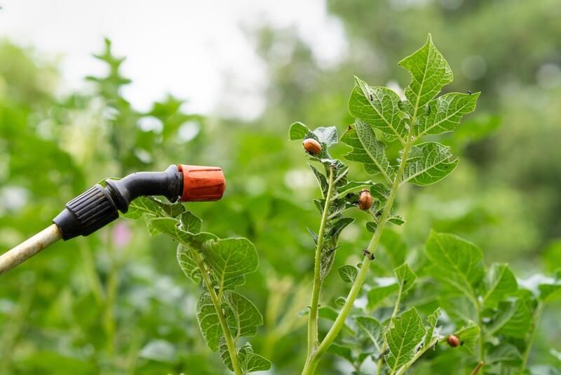Gardening 101: How to Control Pests in Plants - Shrubhub