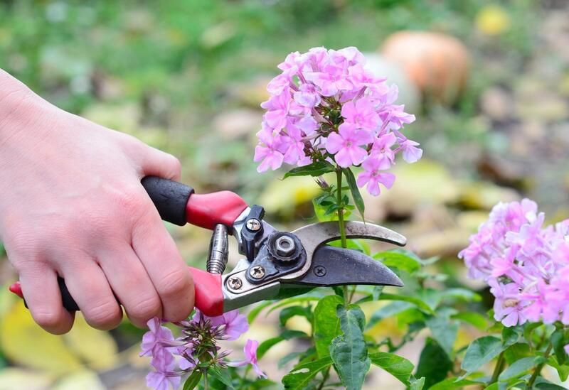 Gardening 101: What is Deadheading Flowers? - Shrubhub