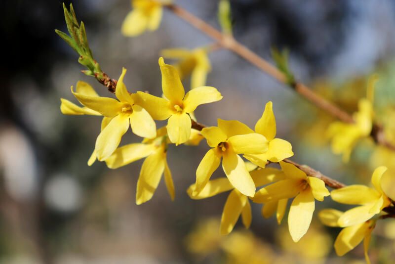 20 Stunning Flowering Shrubs For Landscape Design Purposes - Shrubhub