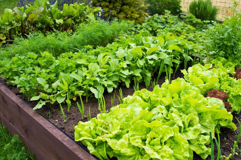 25 Outdoor Herb Garden Ideas For A Healthy Aromatic Crop All Year Long - Shrubhub