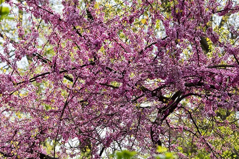 The Beauty of Pink Flowering Spring Trees - Landscaping Ideas & Care Tips - Shrubhub