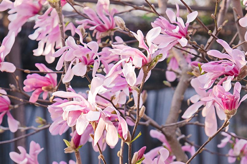 The Beauty of Pink Flowering Spring Trees - Landscaping Ideas & Care Tips - Shrubhub