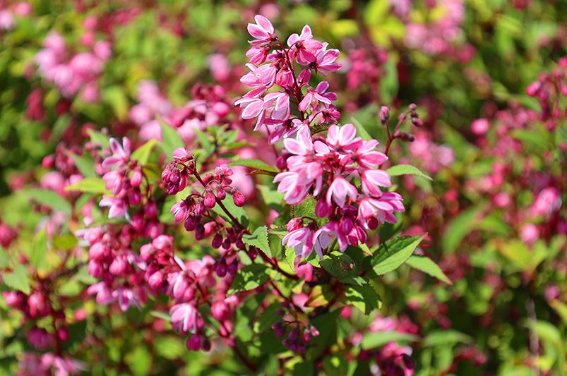 The Beauty of Pink Flowering Spring Trees - Landscaping Ideas & Care Tips - Shrubhub