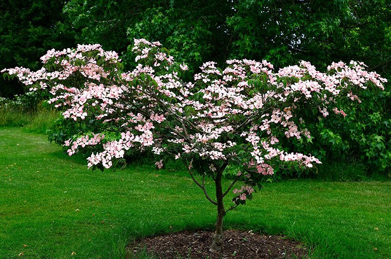 The Beauty of Pink Flowering Spring Trees - Landscaping Ideas & Care Tips - Shrubhub