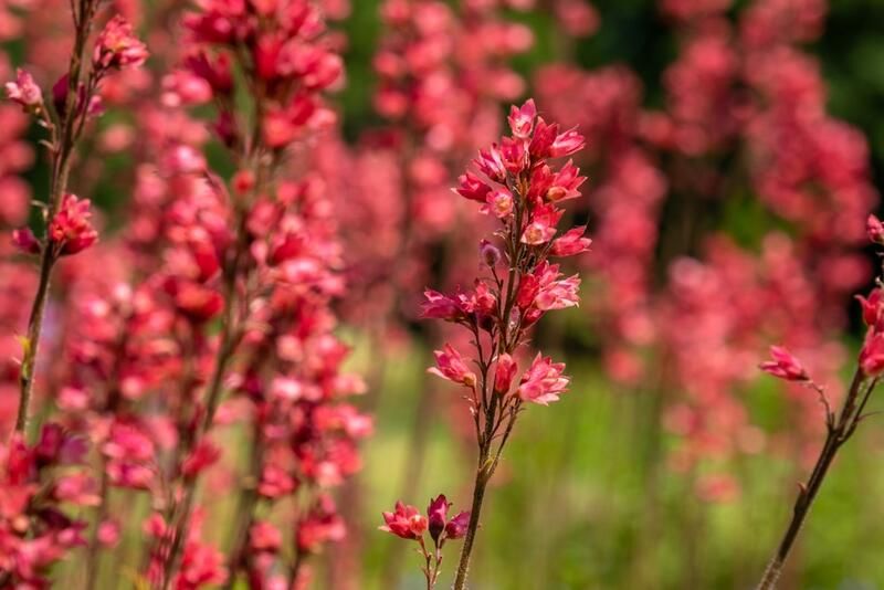 16 Plants That Grow Well in Dry Soil