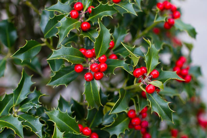 Your Gardening How-To Guide: Holly Bushes Edition - Shrubhub