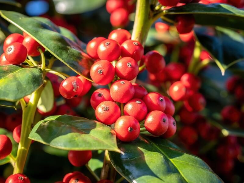 Your Gardening How-To Guide: Holly Bushes Edition - Shrubhub