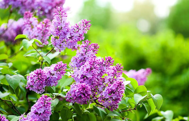 Why We Love Bloomerang Lilacs (and You Will too!) - Shrubhub