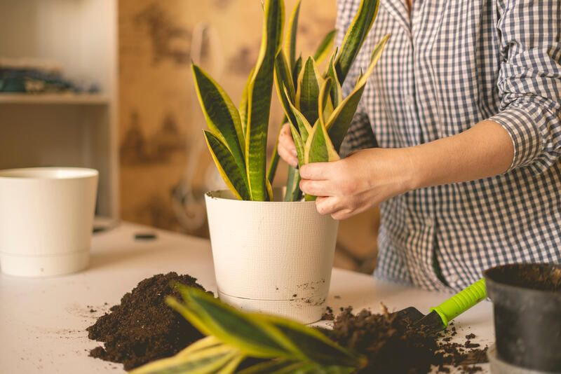 What is a Low Maintenance Plant and What Are The Best Plants of That Type to Get - Shrubhub