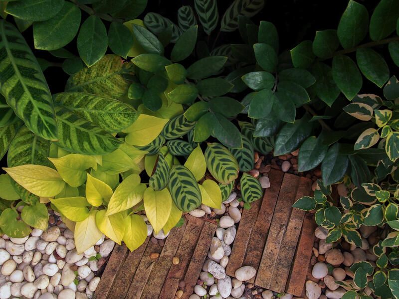 What is a Low Maintenance Plant and What Are The Best Plants of That Type to Get - Shrubhub