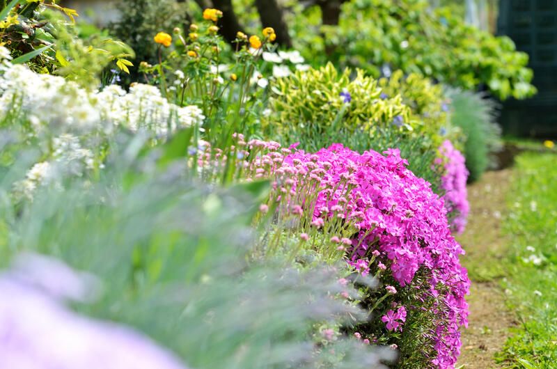 10 Stunning Tall Perennials to Elevate Your Landscape - Shrubhub