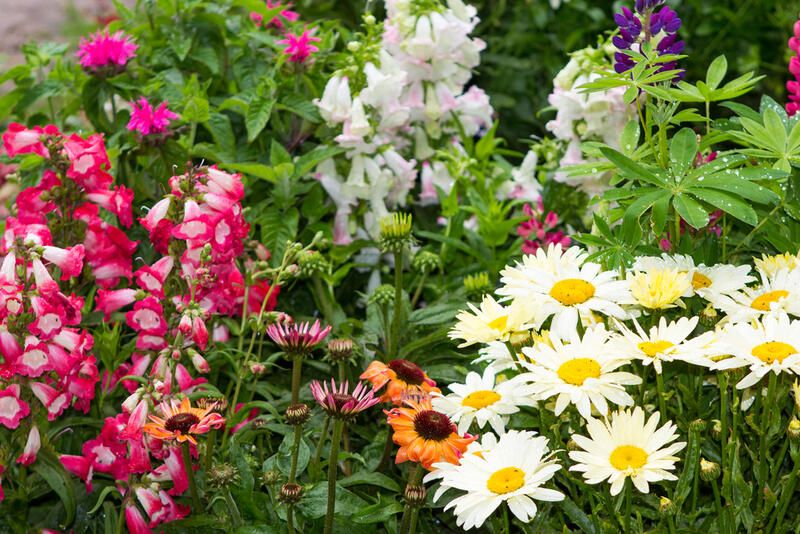 10 Stunning Tall Perennials to Elevate Your Landscape - Shrubhub