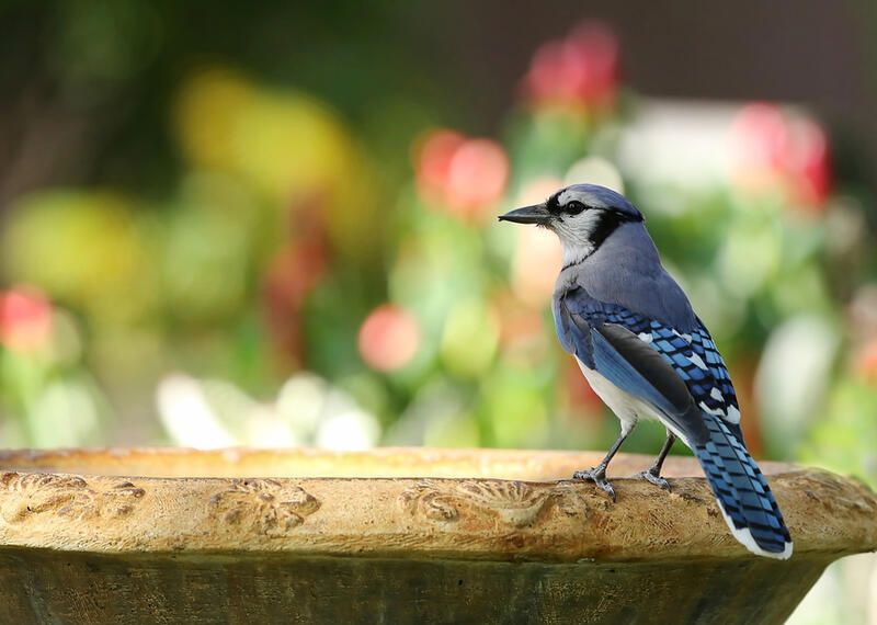 How to Identify and Attract Blue Jays - Birds and Blooms