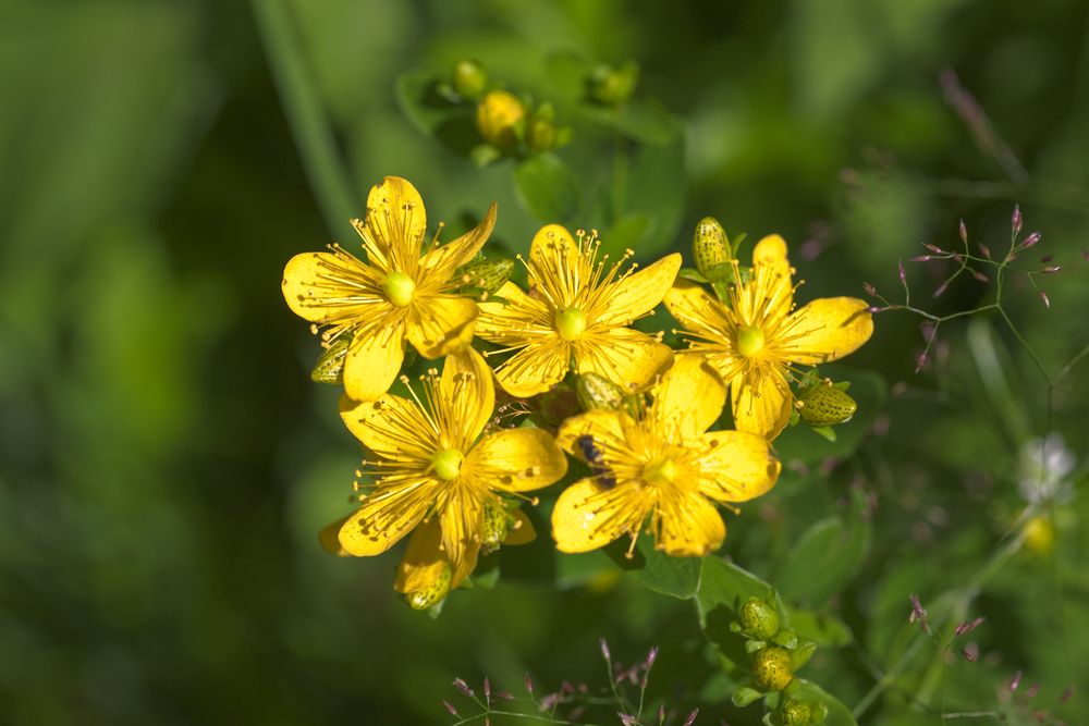 Healing Flowers – Info on Health Benefits and Uses - Shrubhub