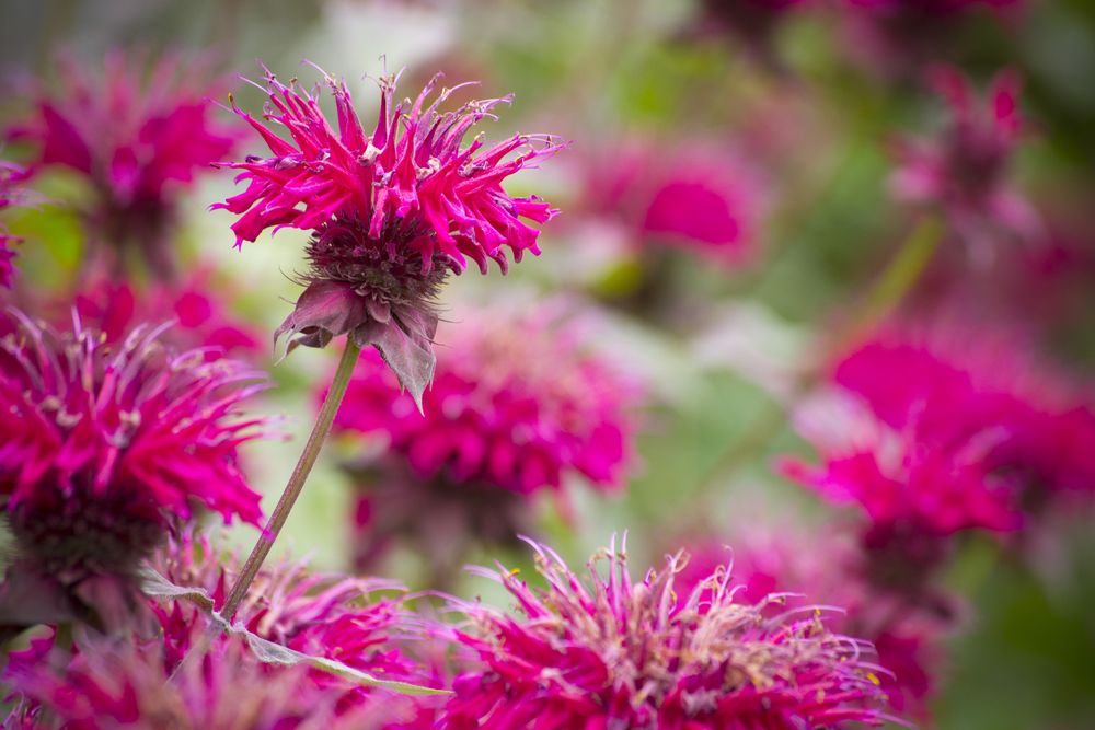 Healing Flowers – Info on Health Benefits and Uses - Shrubhub
