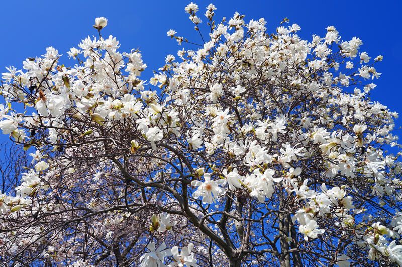 The Best White Flowering Trees to Light Up Any Yard - Shrubhub