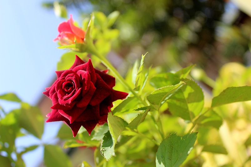 How to Care for Rose Bushes - A Guide for Beautiful Roses - Shrubhub