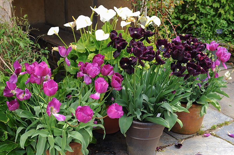 Brighten Your Garden with Stunning Bulb Plants - Shrubhub