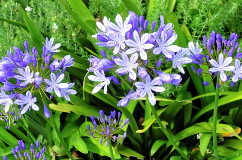 Brighten Your Garden with Stunning Bulb Plants - Shrubhub