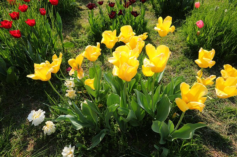 Brighten Your Garden with Stunning Bulb Plants - Shrubhub