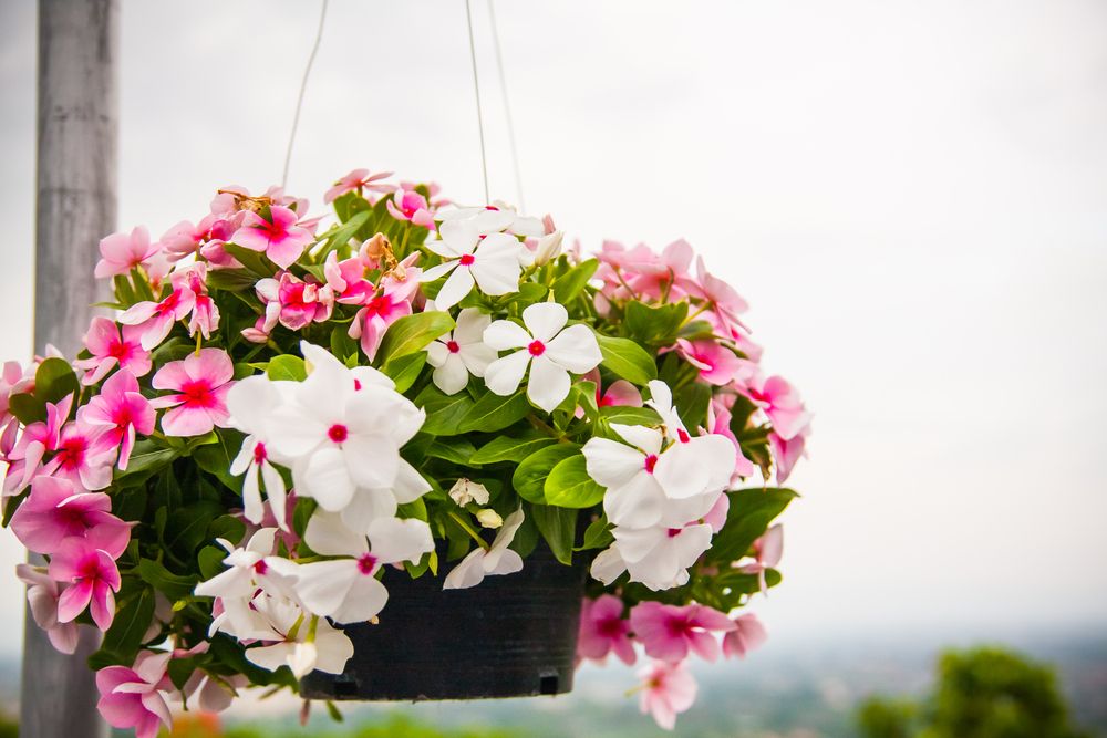 Best Plants for Hanging Baskets: Ideas for Sun and Shade - Shrubhub