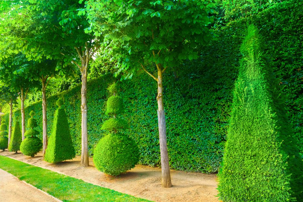 Unlocking the Secrets of Modern Garden Design: Trends & Inspiration - Shrubhub