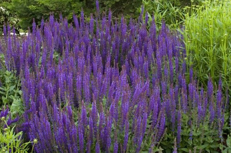 Year-Round Beauty: Top Perennial Flowers That Bloom from Spring to Fall - Shrubhub