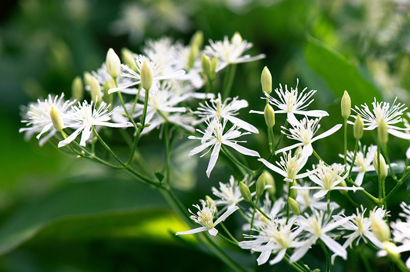 Sweet Autumn Clematis: Elevate Your Design With These 10 Landscaping Ideas - Shrubhub