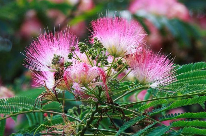 How to Grow a Mimosa Tree: A Step-by-Step Guide - Shrubhub