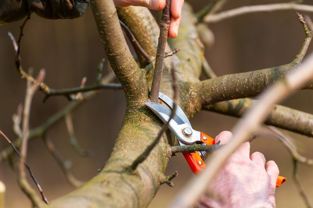 Mastering the Art of Pruning Apple Trees  - Shrubhub
