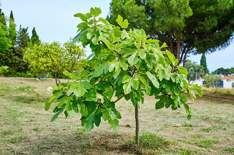 Everything You Need to Know to Grow and Care for Brown Turkey Fig Tree - Shrubhub