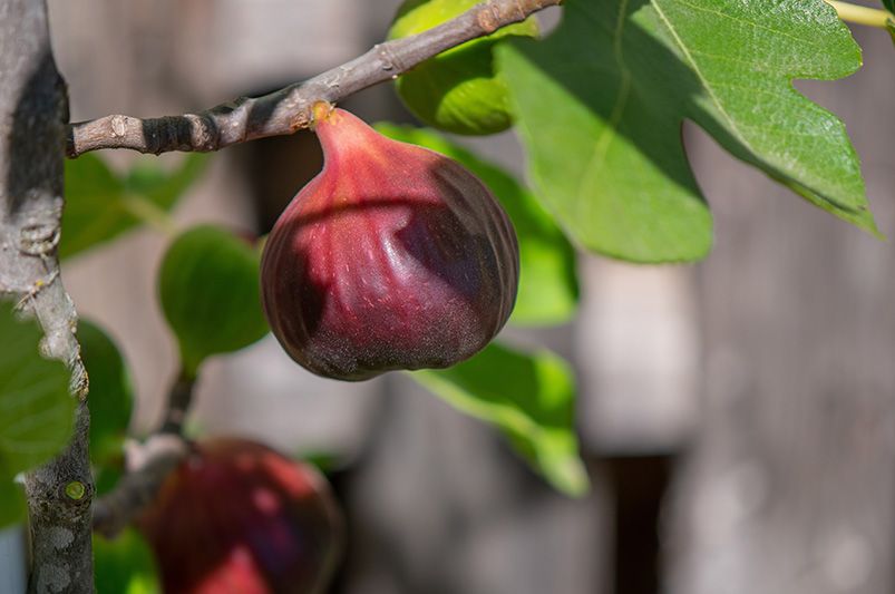 Everything You Need to Know to Grow and Care for Brown Turkey Fig Tree - Shrubhub