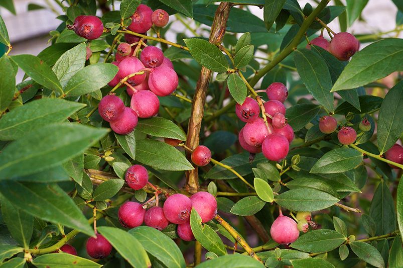Growing and Harvesting The Sweet Pink Lemonade Blueberries - Shrubhub