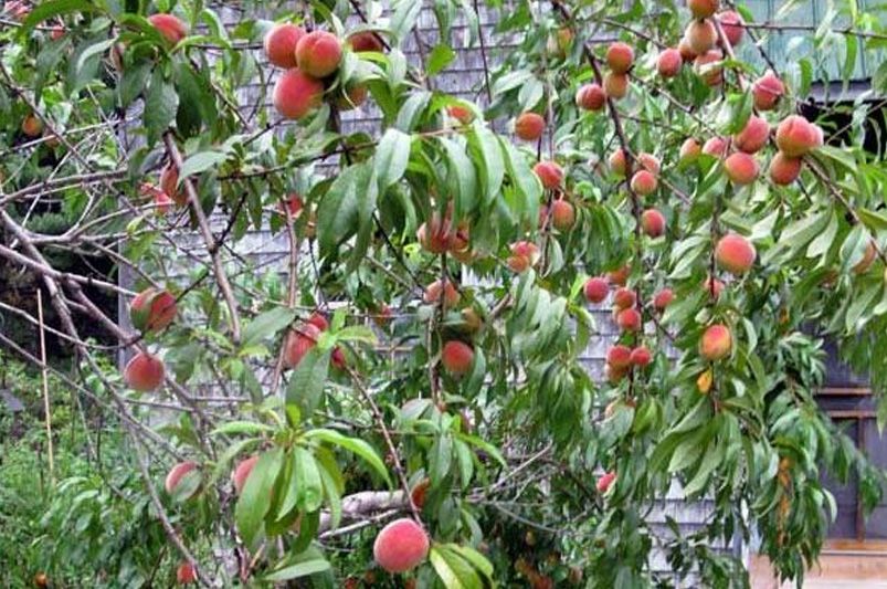 A Comprehensive Guide to The Juicy Redhaven Peach Tree - Shrubhub