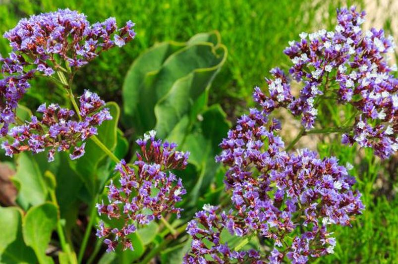 Upgrade Your Garden with Annual Flowers for Full Sun - Shrubhub
