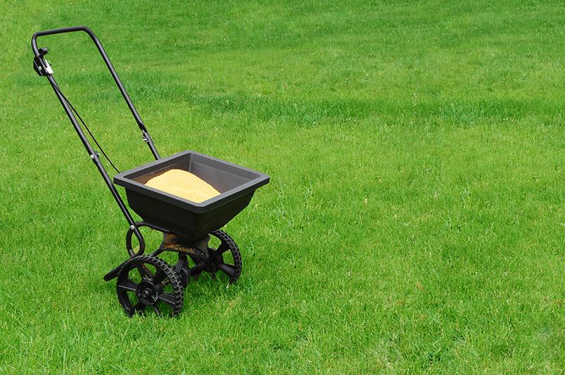 When to Plant Grass Seed?  - Shrubhub