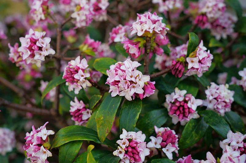 Flowering Hedges: Where to Start - Shrubhub
