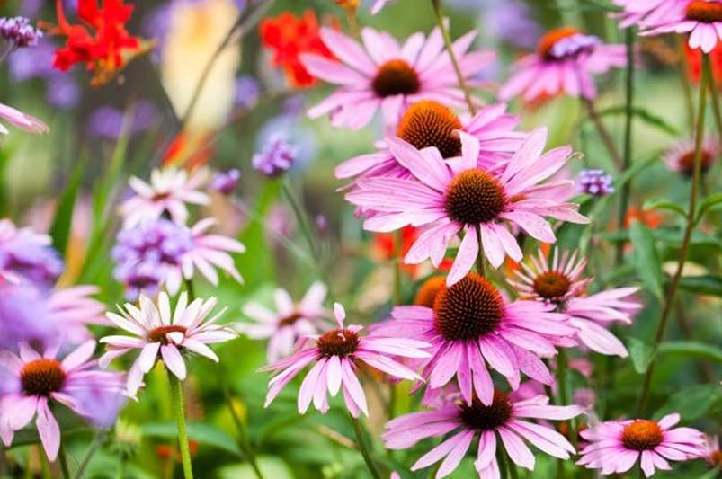 Gardening in Missouri: Tips, Tricks, and Best Plants for a Vibrant Flower Garden - Shrubhub