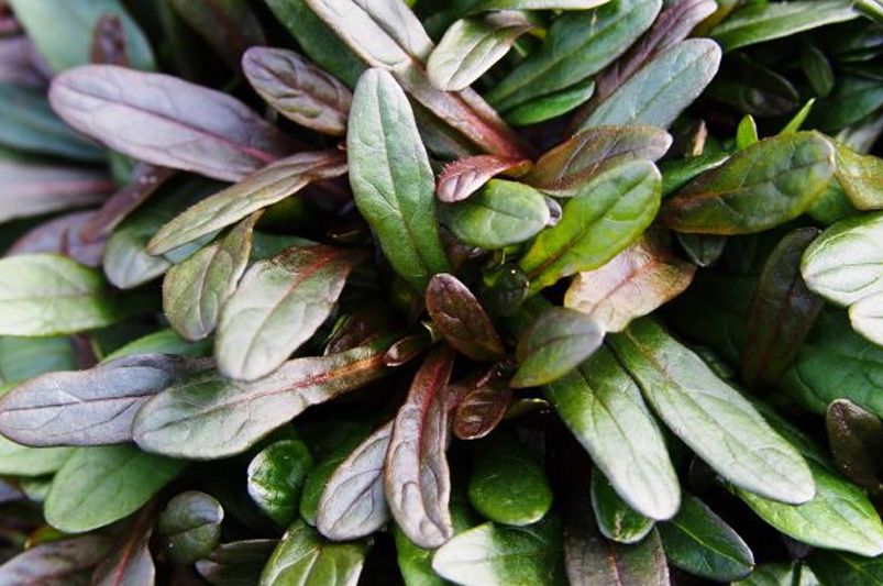 13 Groundcover Plants That Are Both Elegant and Sustainable - Shrubhub