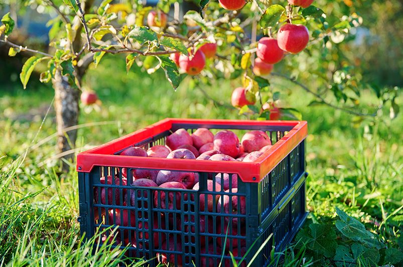 Essential Fruit Trees for Your Backyard Orchard - Shrubhub