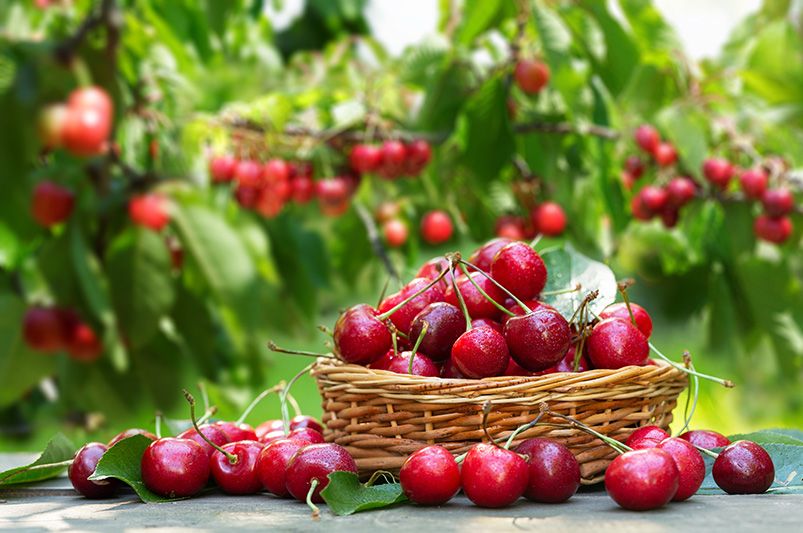 Essential Fruit Trees for Your Backyard Orchard - Shrubhub