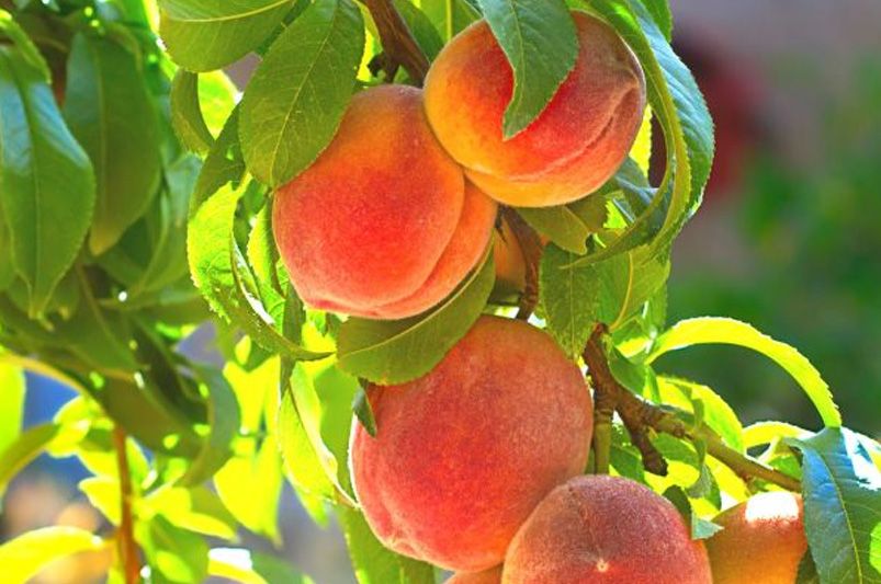 Essential Fruit Trees for Your Backyard Orchard - Shrubhub