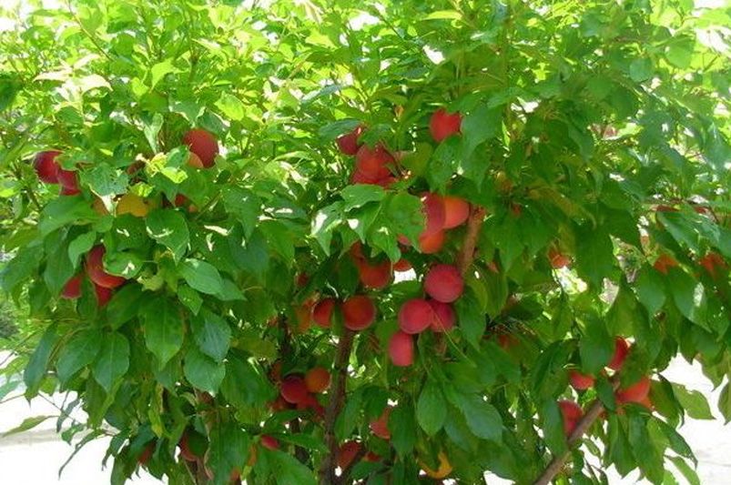 Essential Fruit Trees for Your Backyard Orchard - Shrubhub