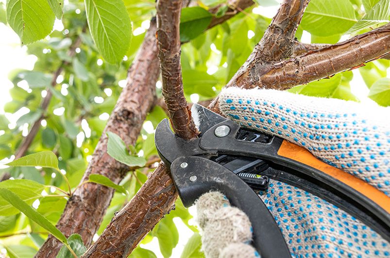 Essential Fruit Trees for Your Backyard Orchard - Shrubhub