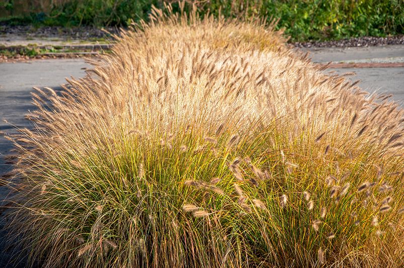 The Ultimate Guide to Ornamental Grasses - Shrubhub