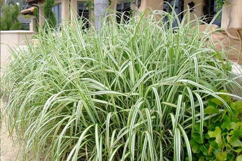 The Ultimate Guide to Ornamental Grasses - Shrubhub