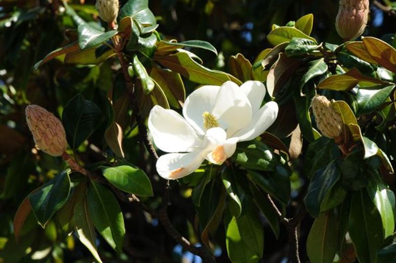 Blooming Beauties: Top 10 Flowering Trees to Light Up Your Landscape - Shrubhub