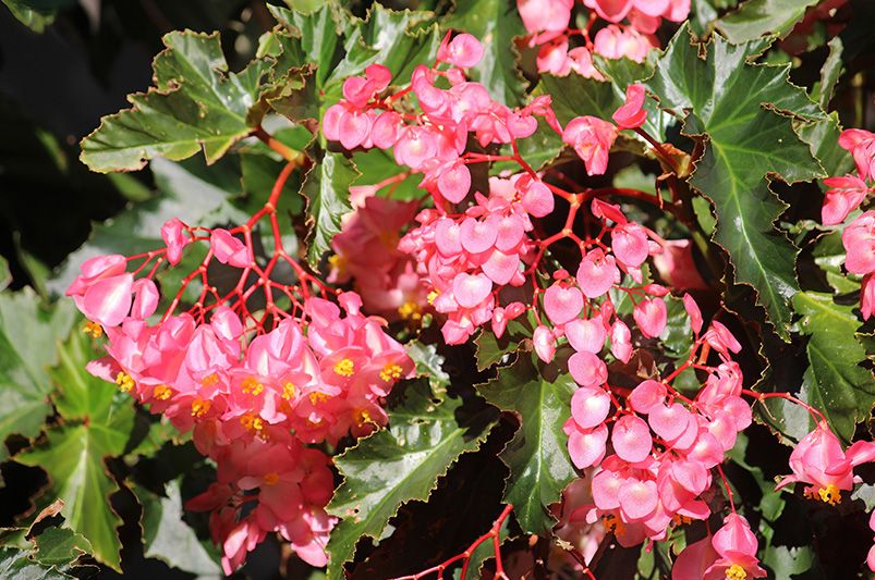 How to Grow and Care for Begonias - Shrubhub