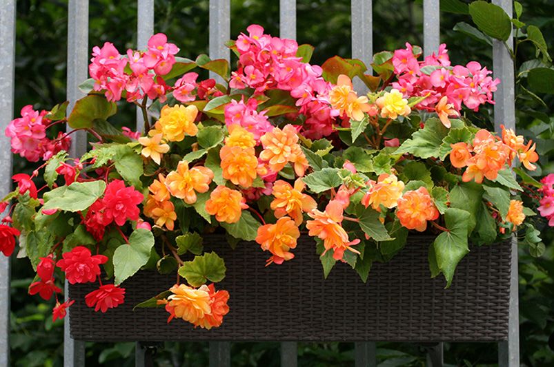 How to Grow and Care for Begonias - Shrubhub