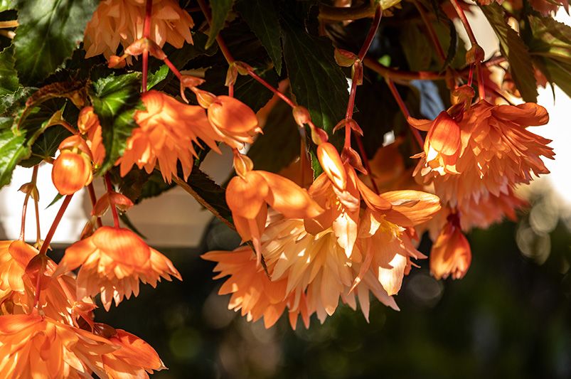 How to Grow and Care for Begonias - Shrubhub